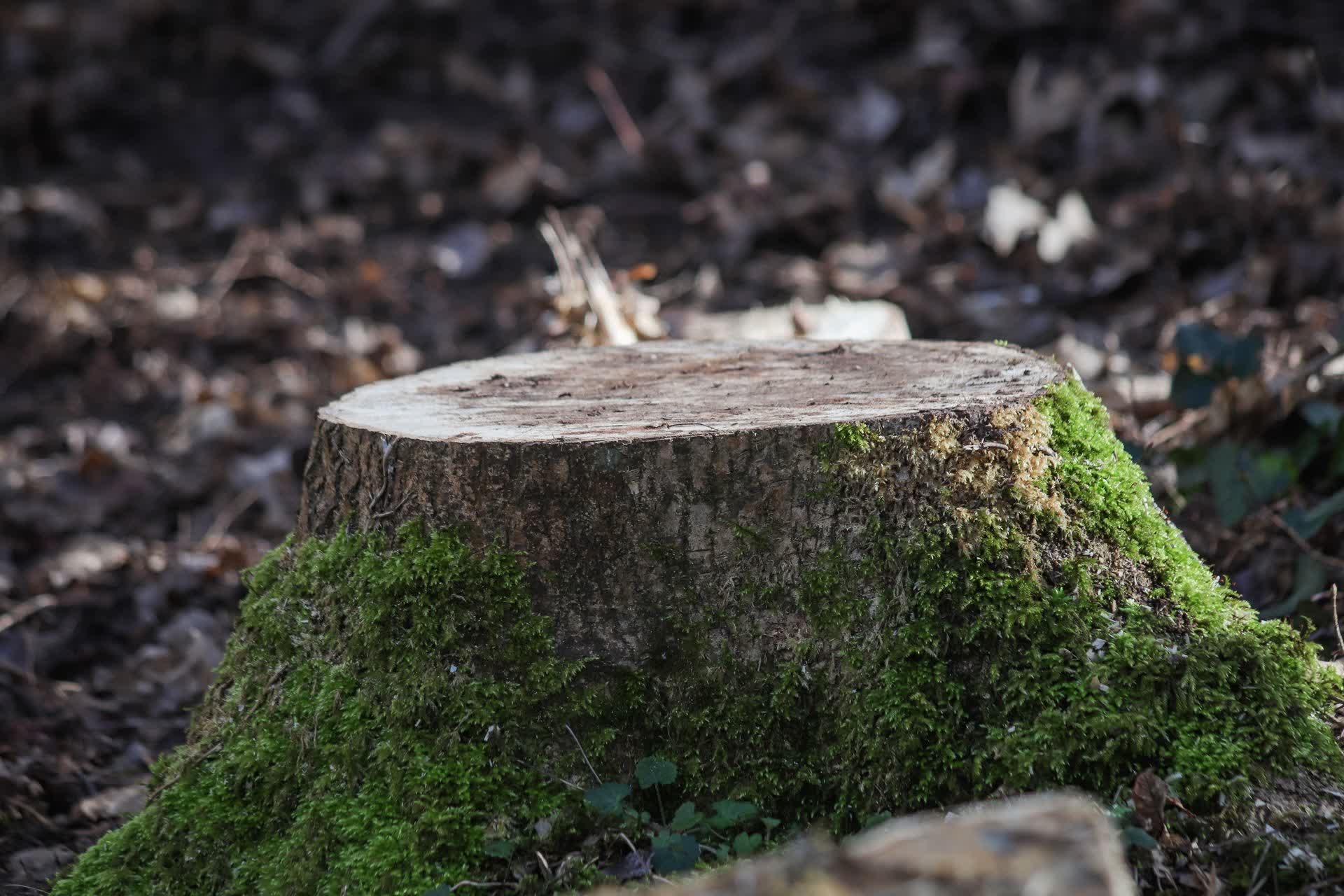 Will Tree Roots Continue Growing After Stump Grinding?