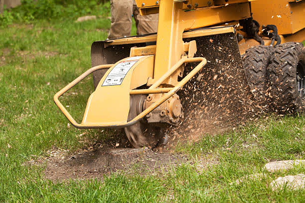 Should I Remove the Wood Chips After Stump Grinding?