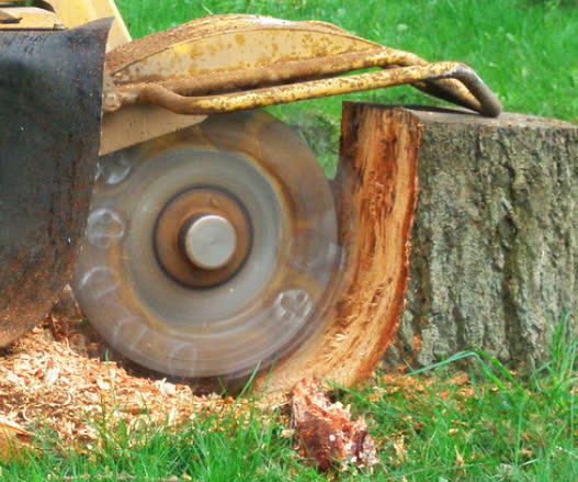 How Deep Should a Stump Be Ground?