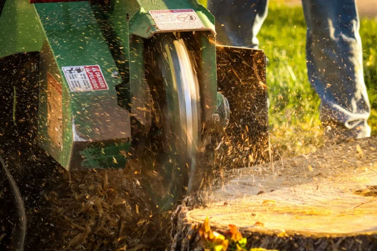Can Grass Grow Over a Ground Stump?