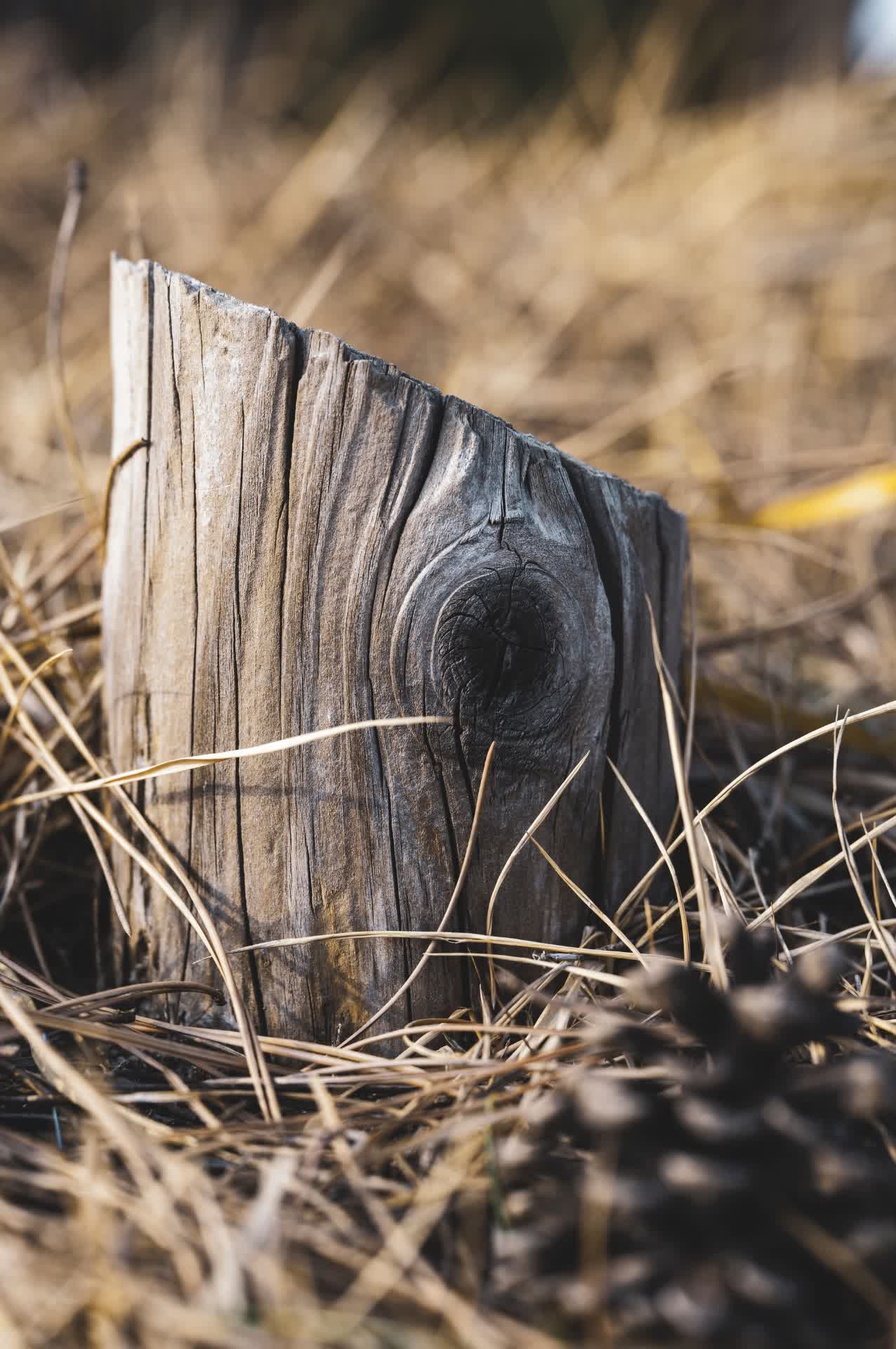 Is Stump Grinding Better Than Stump Removal?