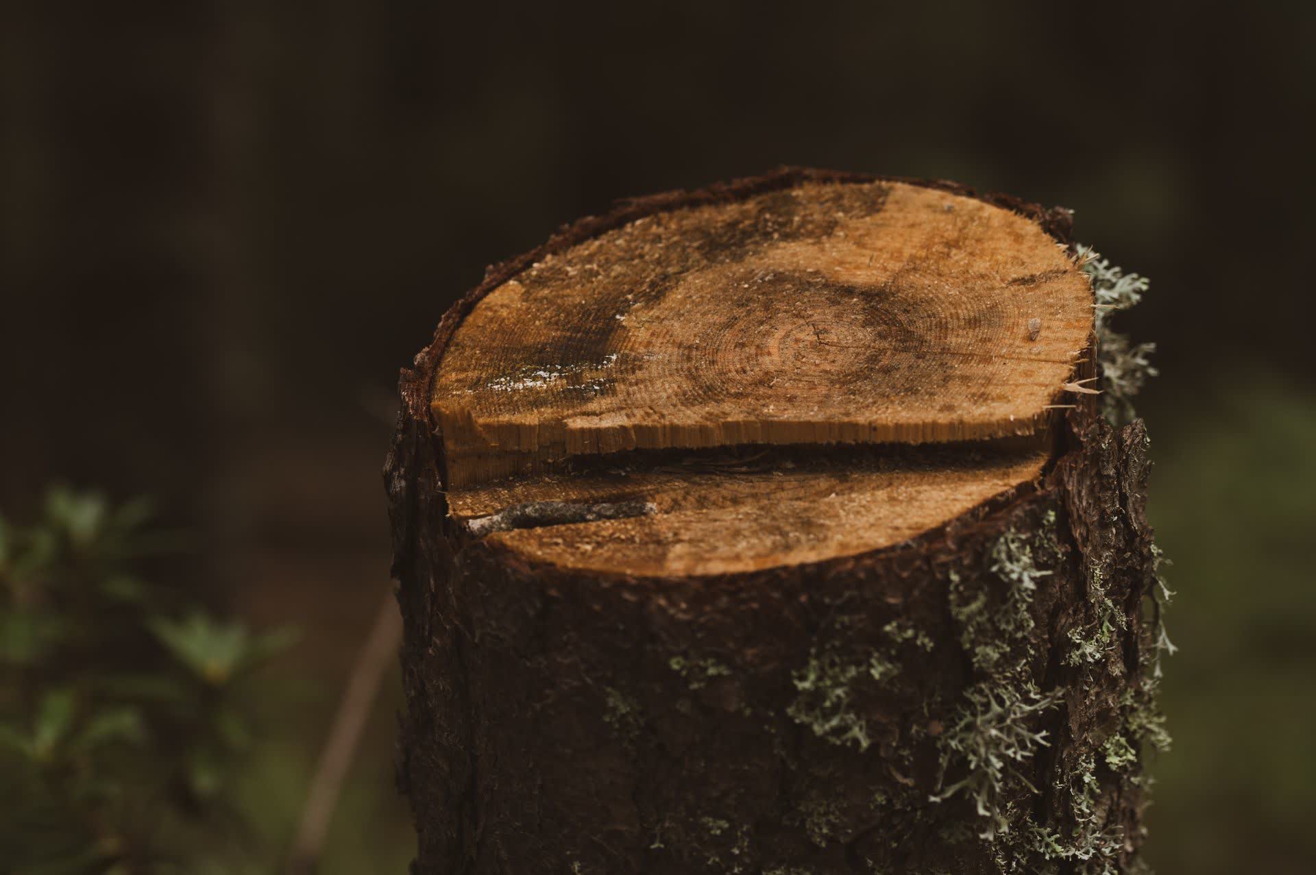 Can Stump Grinding Kill the Roots?